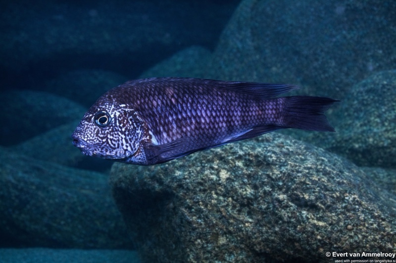 Petrochromis sp. 'texas' Mahale Mountains NP
